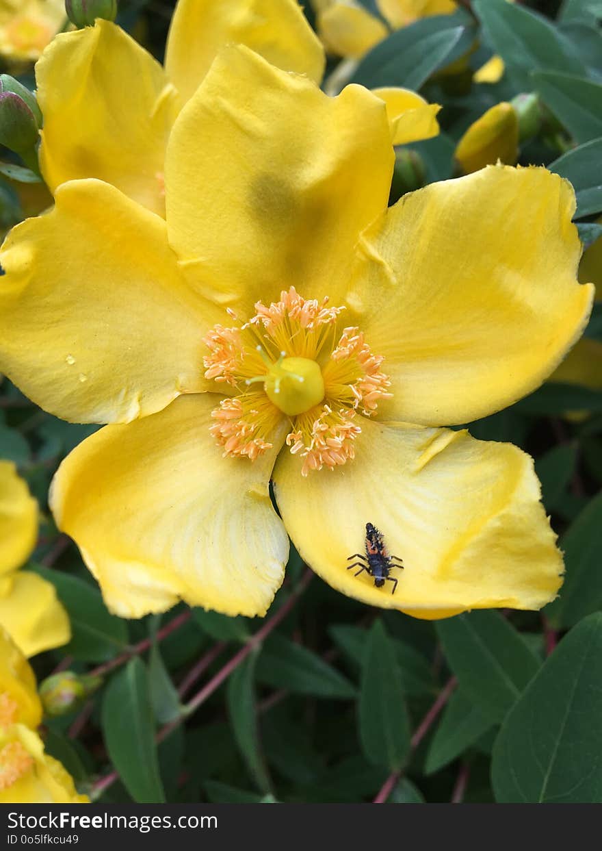 Flower, Yellow, Wildflower, Flora