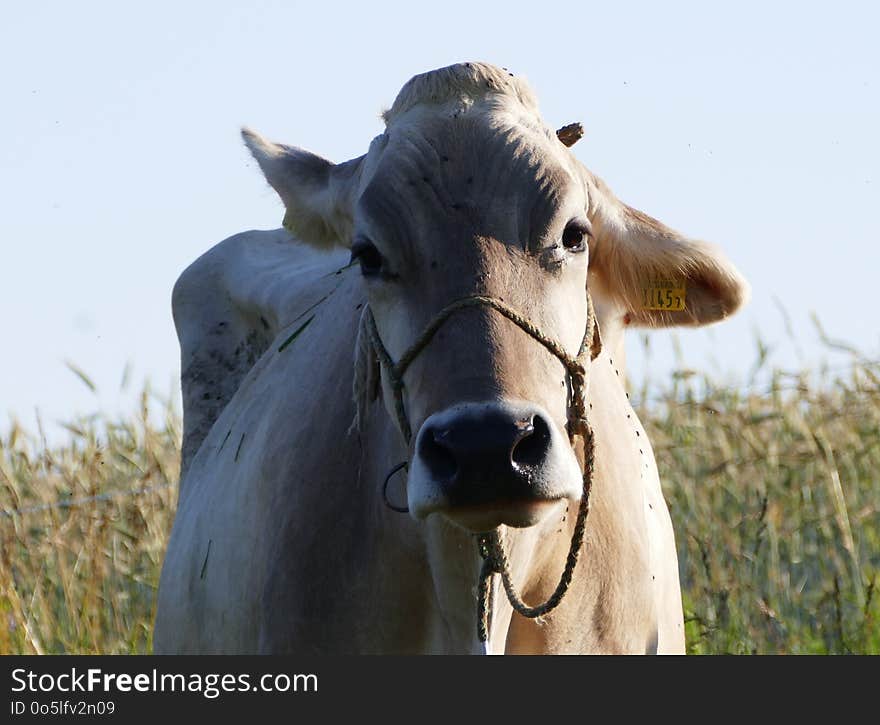 Cattle Like Mammal, Dairy Cow, Pasture, Fauna