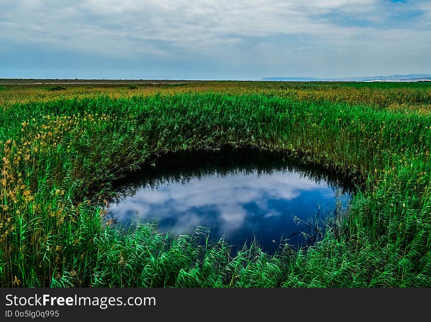 Vegetation, Wetland, Water Resources, Nature Reserve