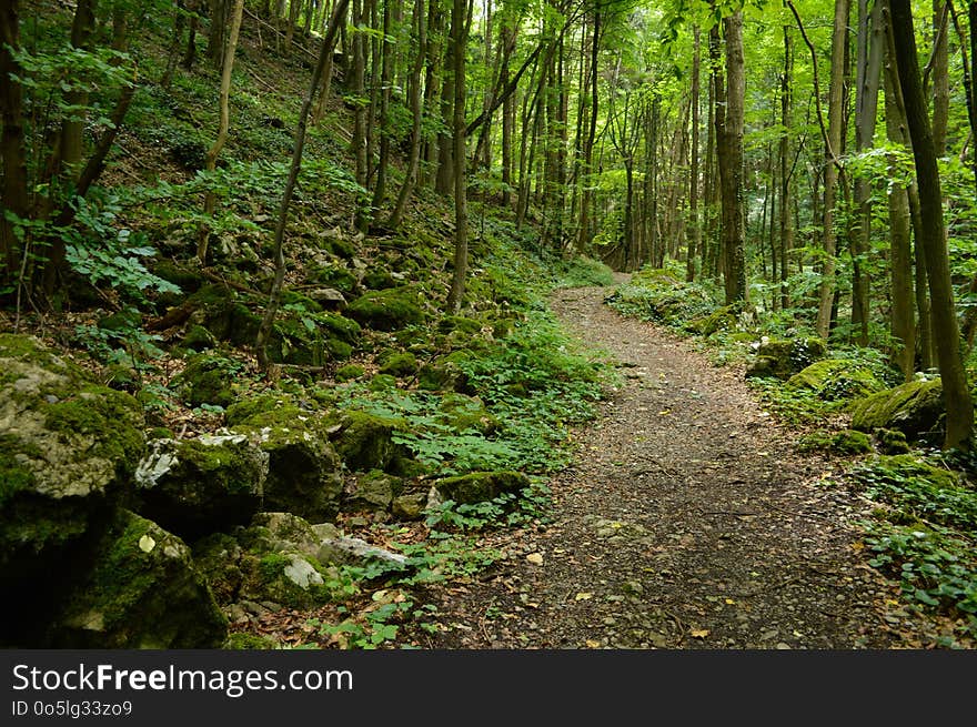 Vegetation, Forest, Ecosystem, Nature Reserve