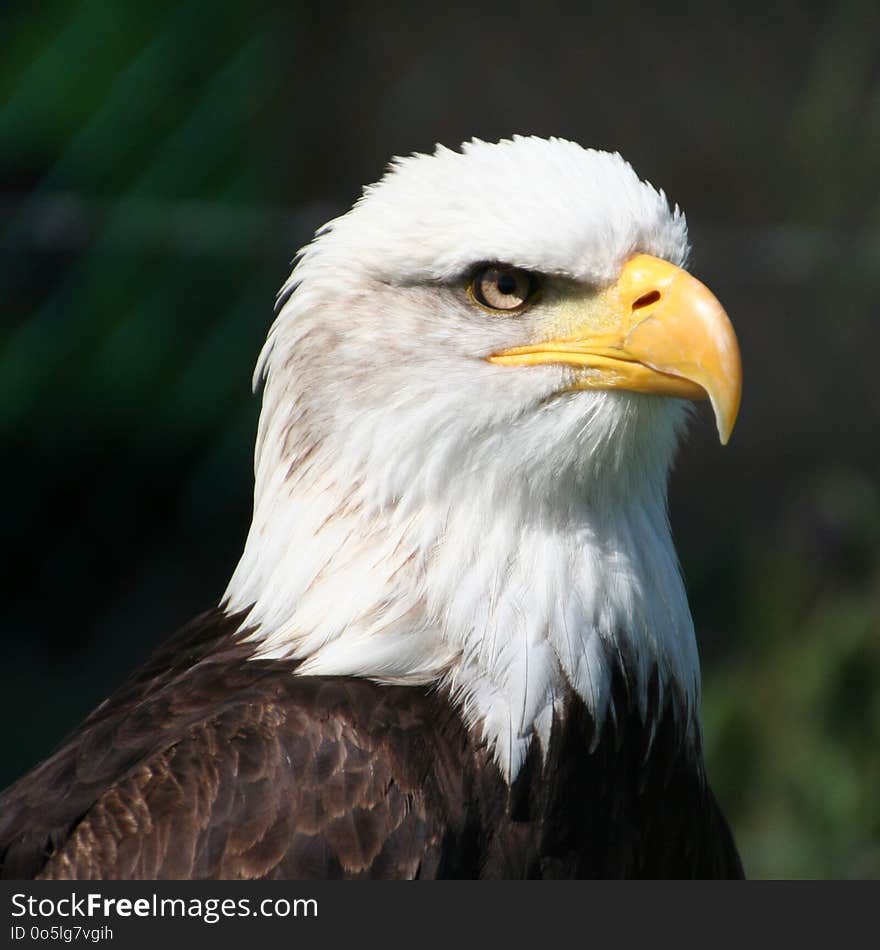 Bird, Beak, Bird Of Prey, Eagle