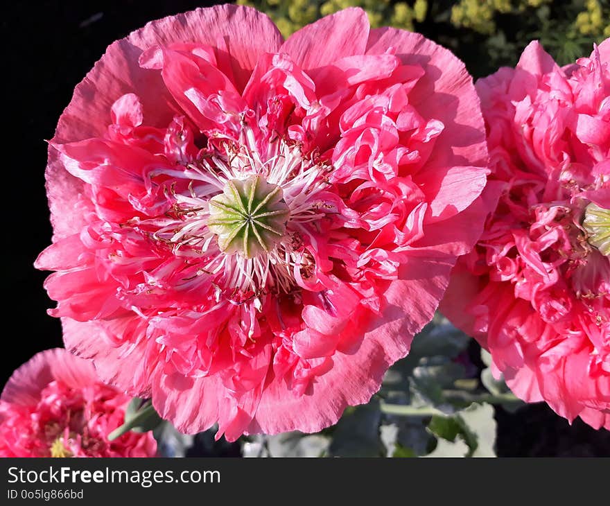 Flower, Pink, Plant, Flowering Plant