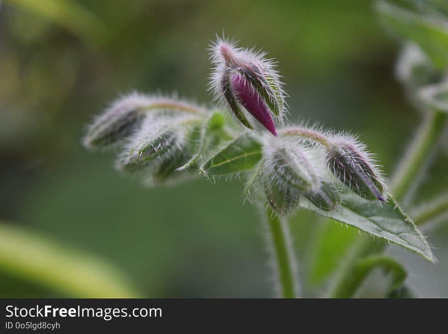 Plant, Flora, Close Up, Flower