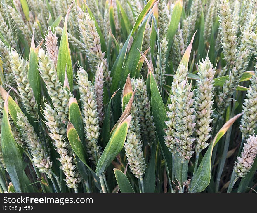 Food Grain, Plant, Grass Family, Triticale