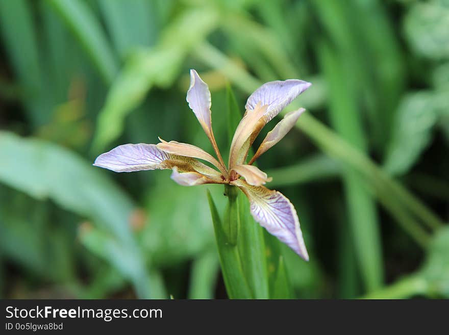 Plant, Flower, Flora, Iris Family