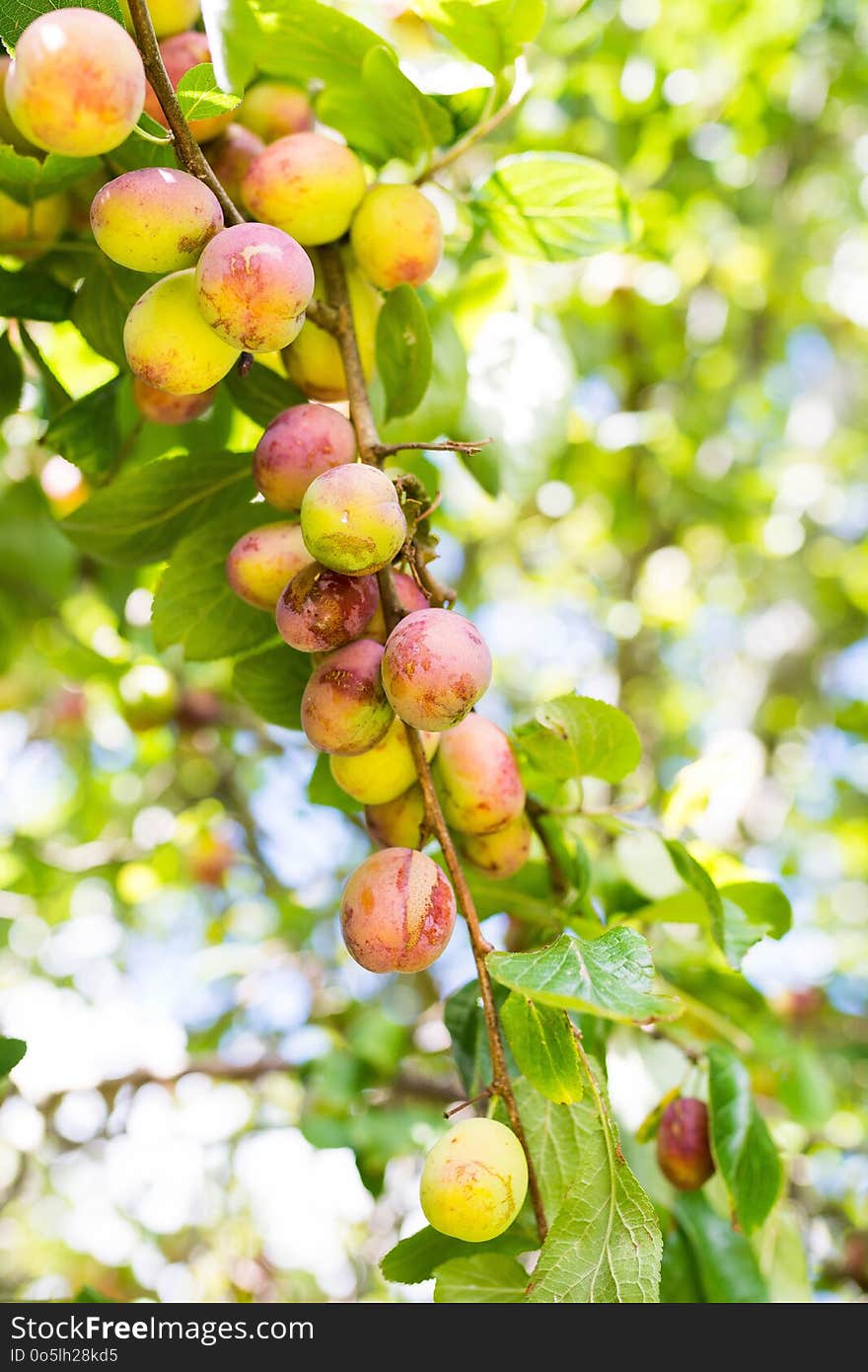 Fruit, Fruit Tree, Branch, Cherry