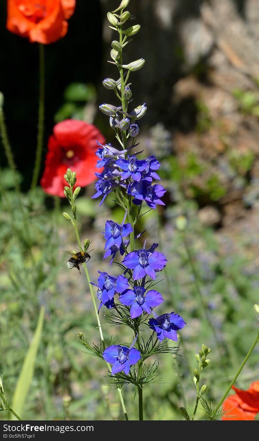 Flower, Plant, Flora, Flowering Plant