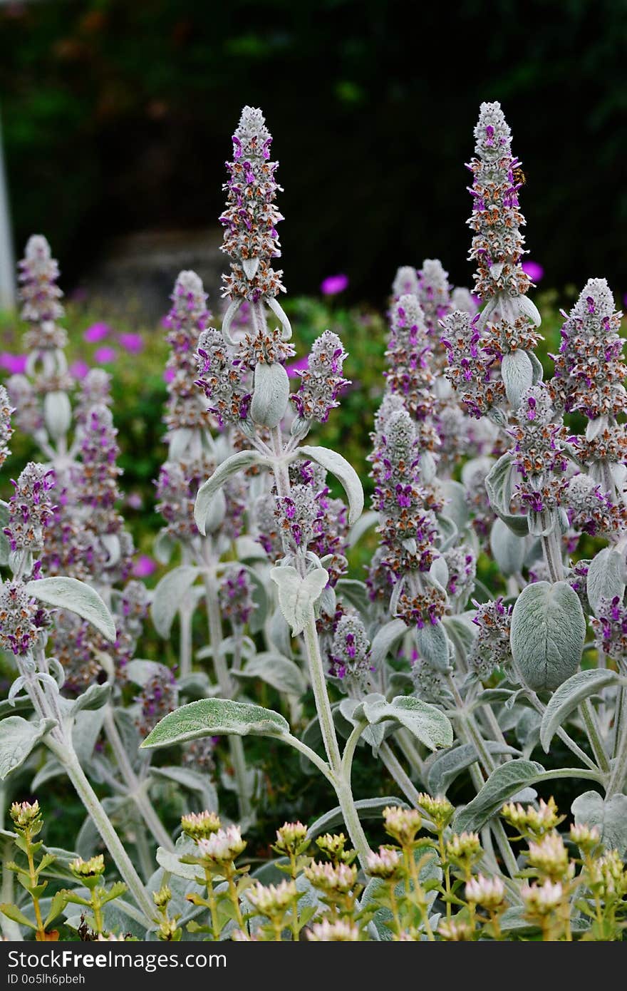 Plant, Flower, Flora, Purple