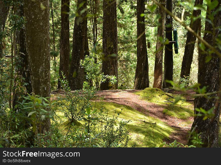 Vegetation, Forest, Ecosystem, Woodland