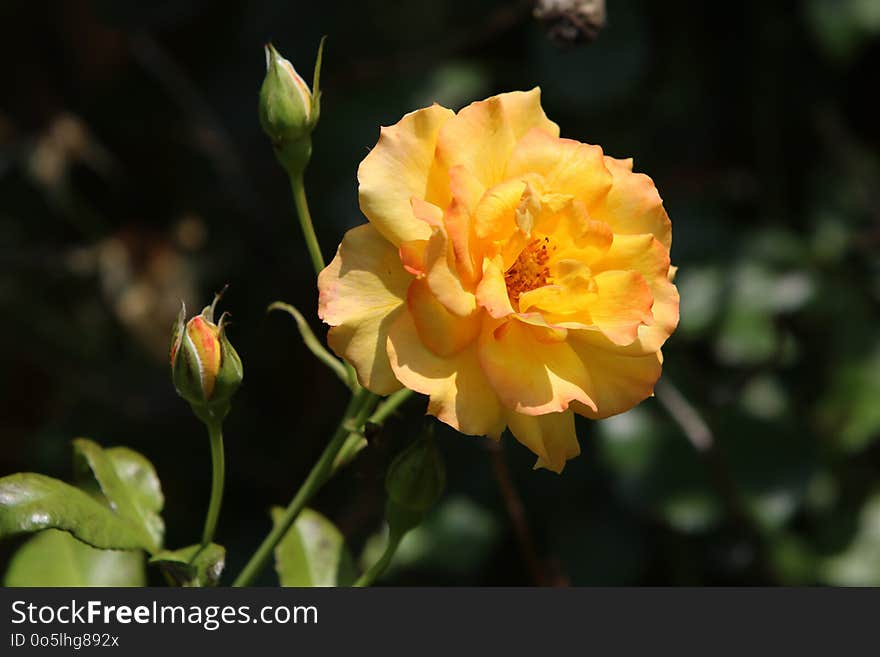 Flower, Rose Family, Flowering Plant, Yellow