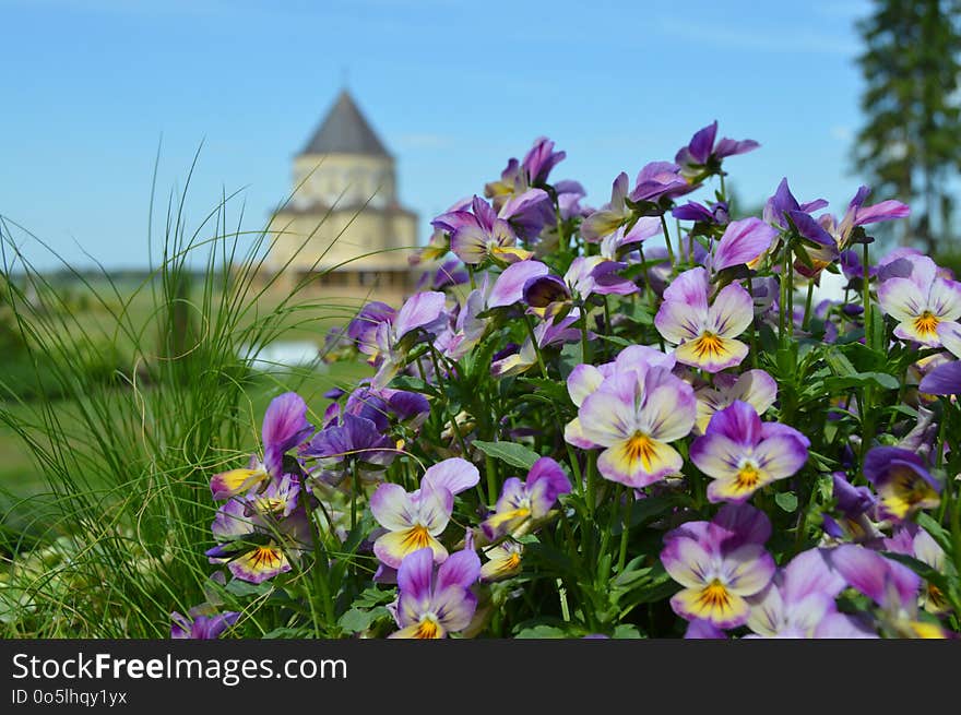 Flower, Plant, Flowering Plant, Flora