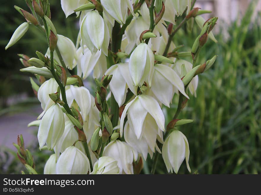 Plant, Flower, Flora, Flowering Plant