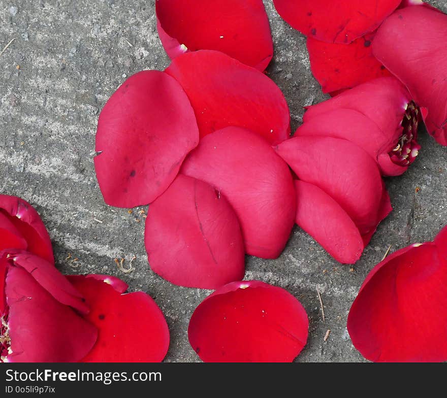 Red, Petal, Flower, Rose