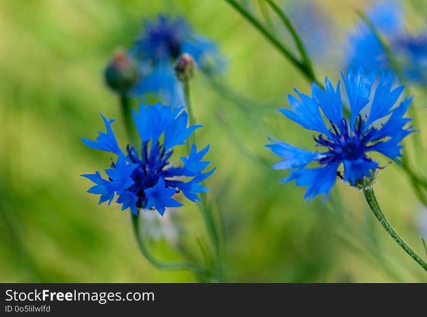 Flower, Wildflower, Plant, Flora