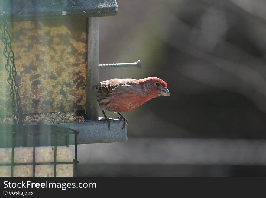 Bird, Fauna, Beak, Finch