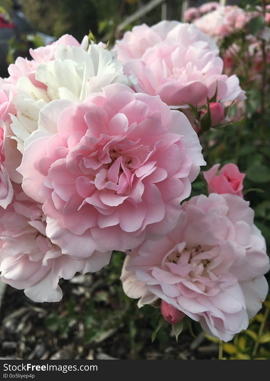 Flower, Plant, Pink, Rose