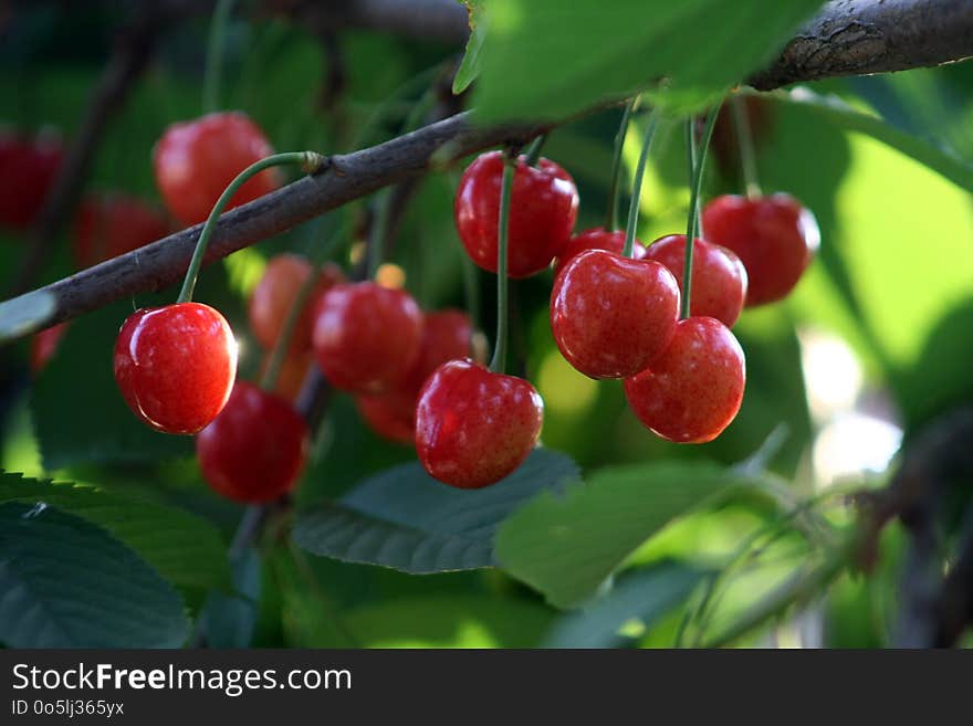 Cherry, Fruit, Berry, Schisandra