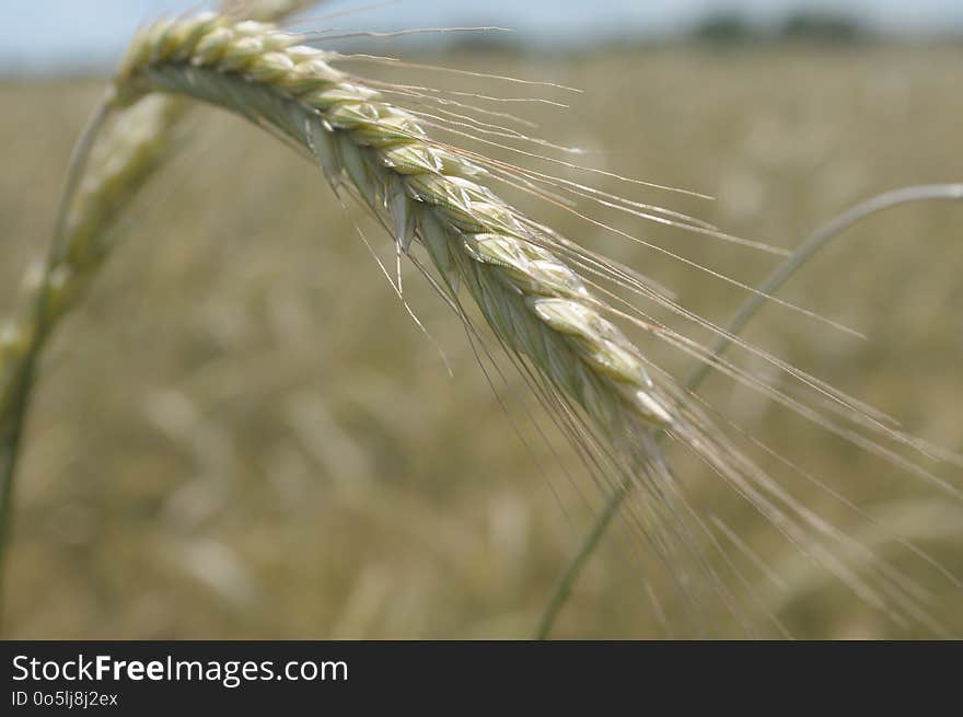 Food Grain, Wheat, Rye, Triticale