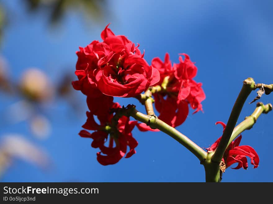 Blossom, Branch, Sky, Spring