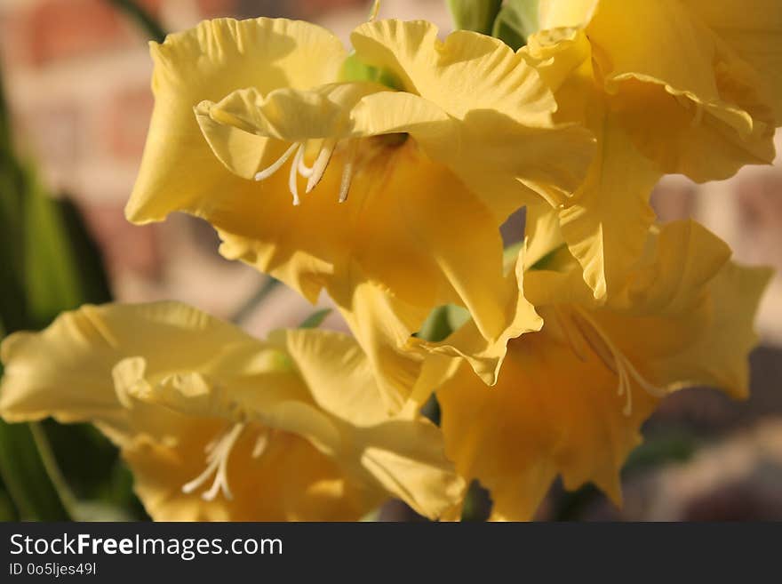 Flower, Yellow, Flowering Plant, Plant