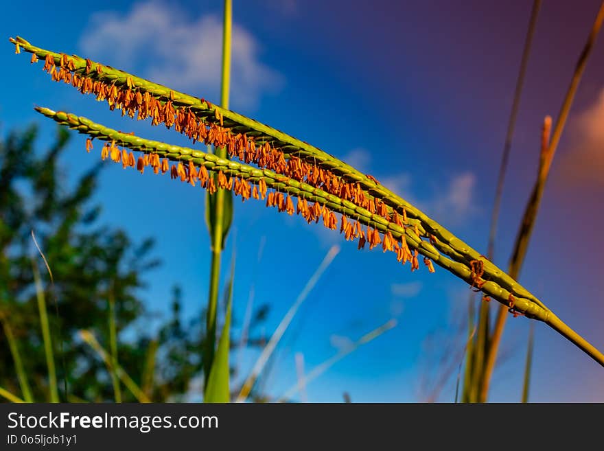 Sky, Grass Family, Close Up, Flora