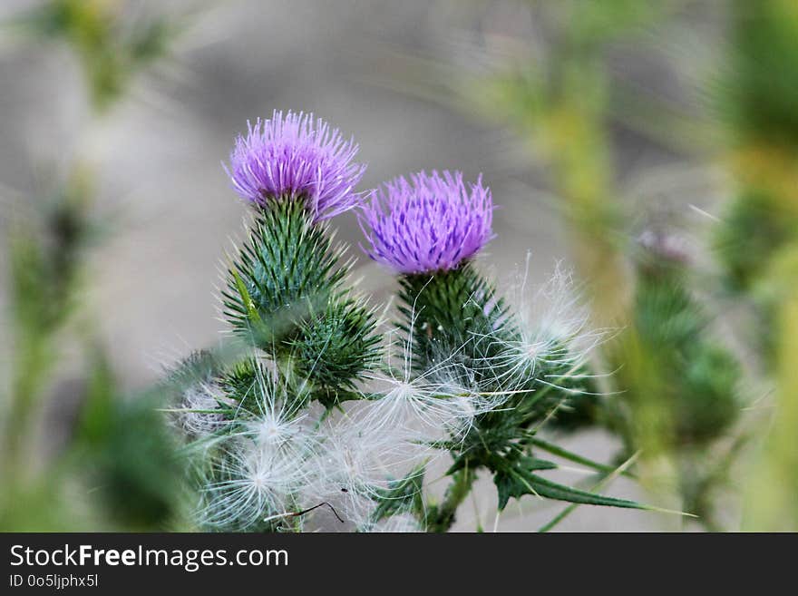 Plant, Thistle, Silybum, Flowering Plant