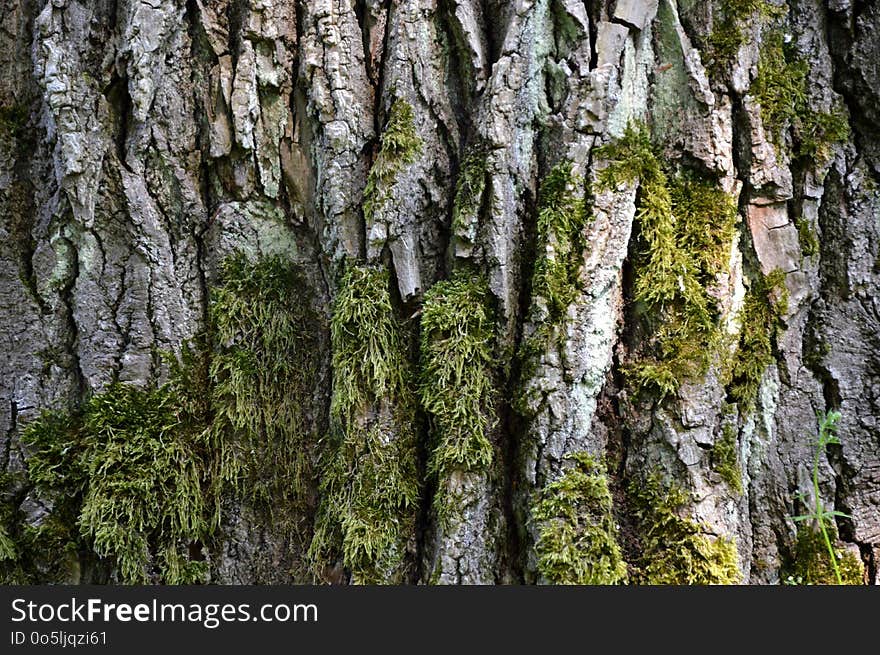 Tree, Trunk, Vegetation, Plant