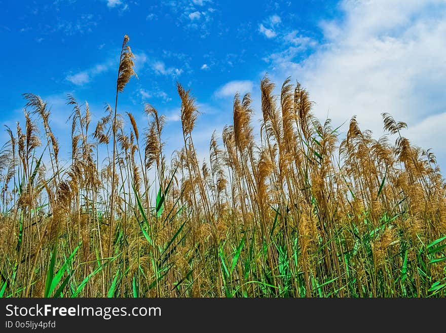 Sky, Crop, Grass Family, Field