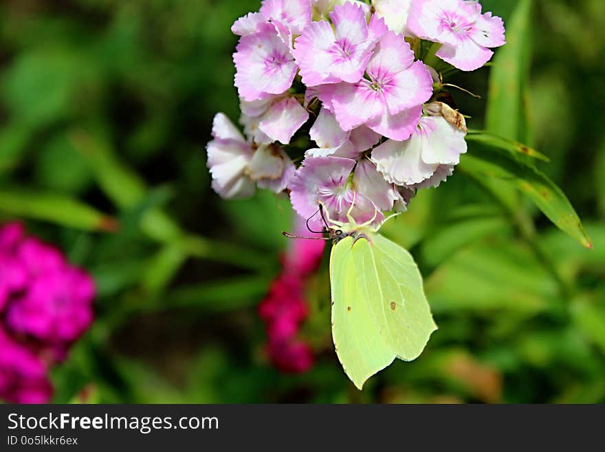 Flower, Plant, Flora, Flowering Plant