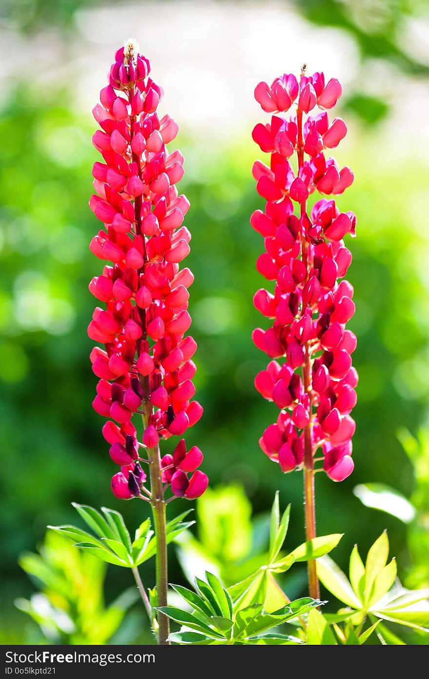 Flower, Plant, Pink, Flowering Plant