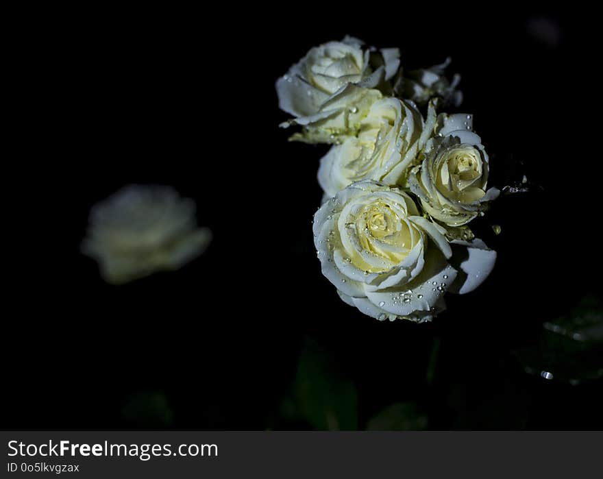 Flower, Rose Family, Rose, Yellow