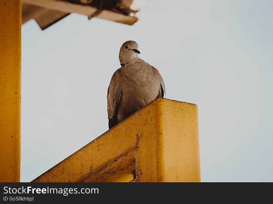 Bird, Fauna, Beak, Feather