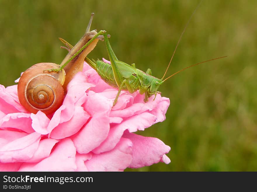 Pink, Invertebrate, Flower, Close Up