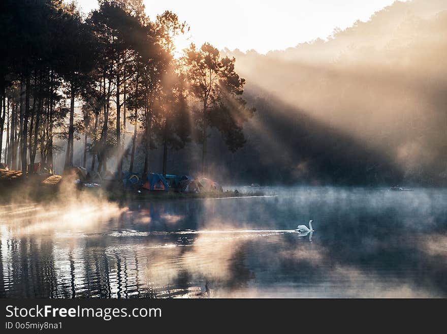 Sunrise on pine forest with foggy and white swan in reservoir at Pang Oung, Mae Hong Son, Thailand