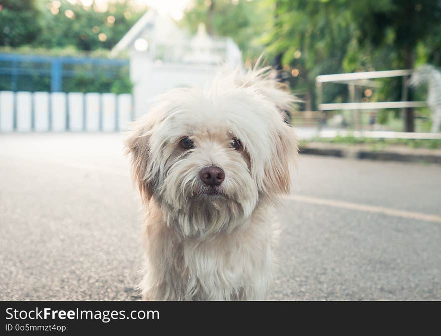 Portrait of White shabby small dog looking at camera in park