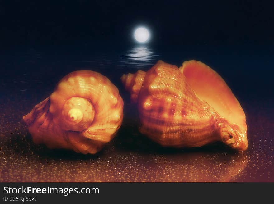 Lunar night seascape with two shells on the shore. moonwalk. two Rapana Venosa. venous Rapana. close up