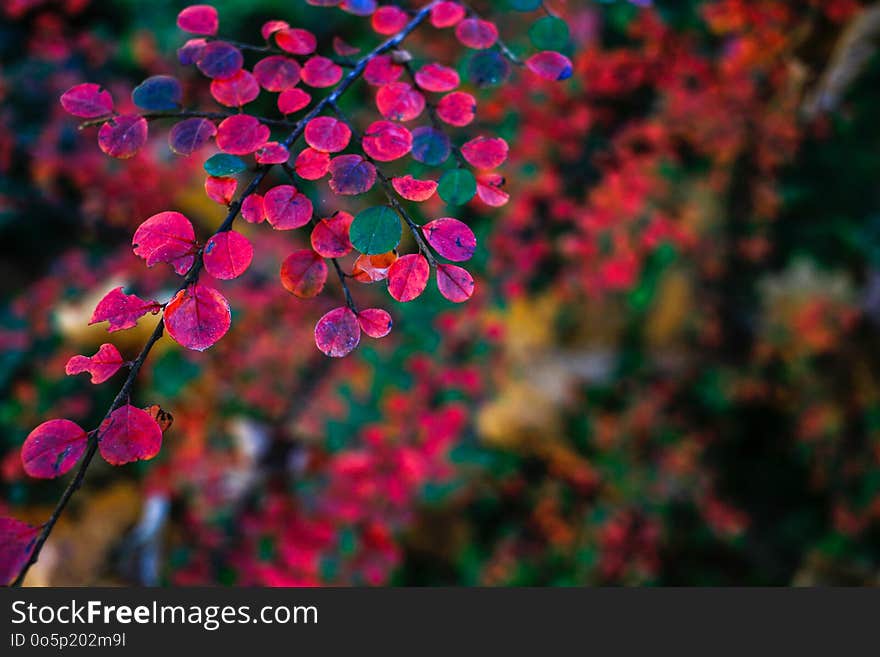 Bench of autumn colourful red and green leaves background texture. Bench of autumn colourful red and green leaves background texture