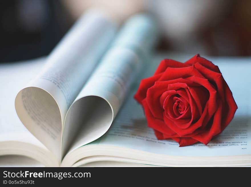 Lovely red color rose on book roll into heart shape, soft color tone, sweet valentine presentation concept, copy space