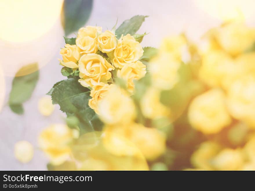 bouquet of yellow roses in sunlight - springtime, mother's day and holiday styled concept