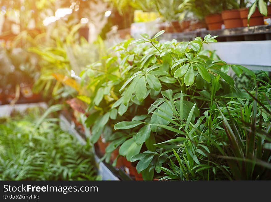 Assorted fresh plants in pots standing on stalls in modern flower shop. Assorted fresh plants in pots standing on stalls in modern flower shop