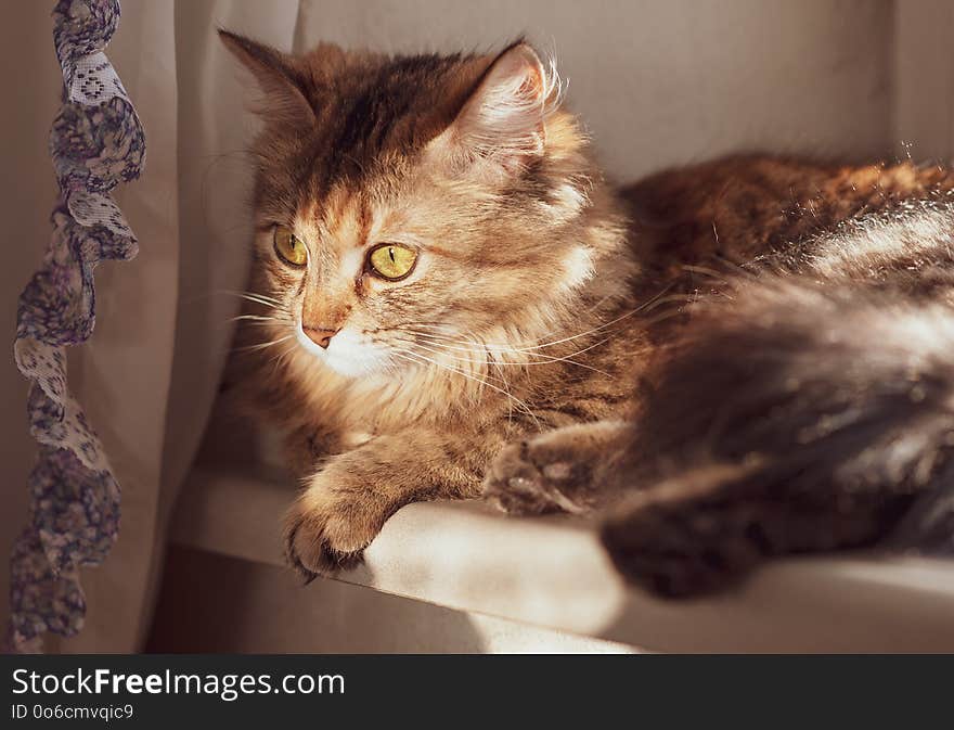 Cat with yellow-green eyes and long fur on a wall background windowlit