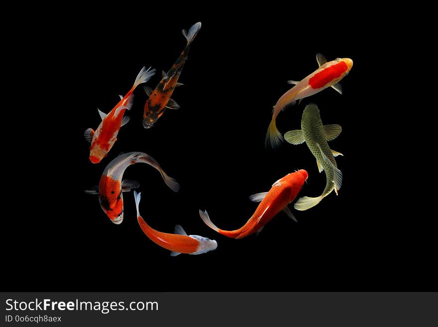 Koi Fish Black Background