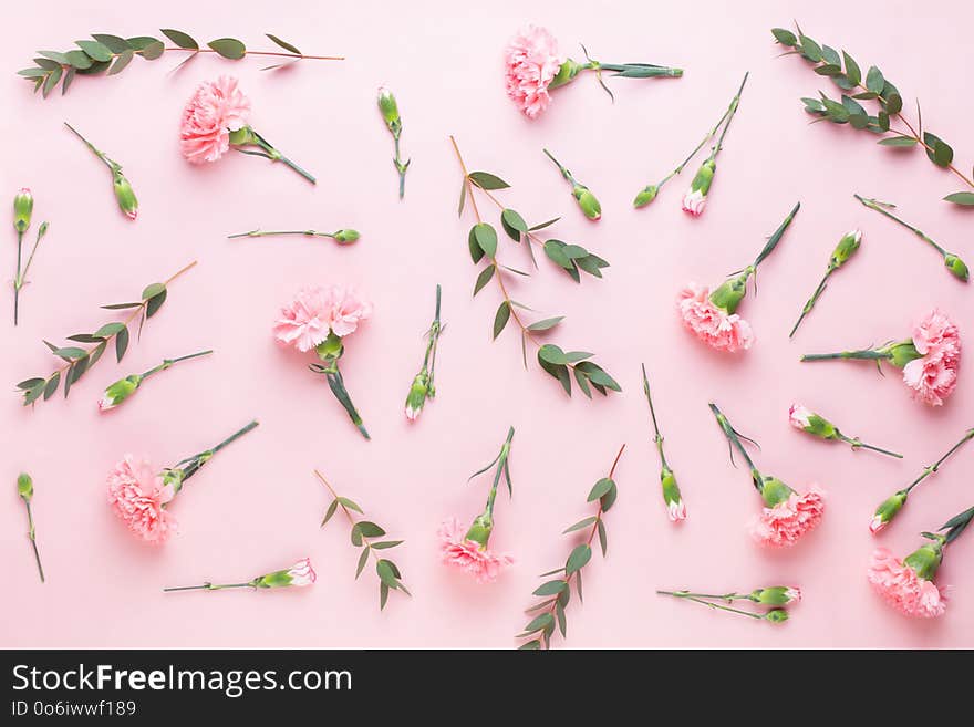 Pink carnation flowers on white background. Valentines day greeting card, flat lay, top view, copy space. Pink carnation flowers on white background. Valentines day greeting card, flat lay, top view, copy space