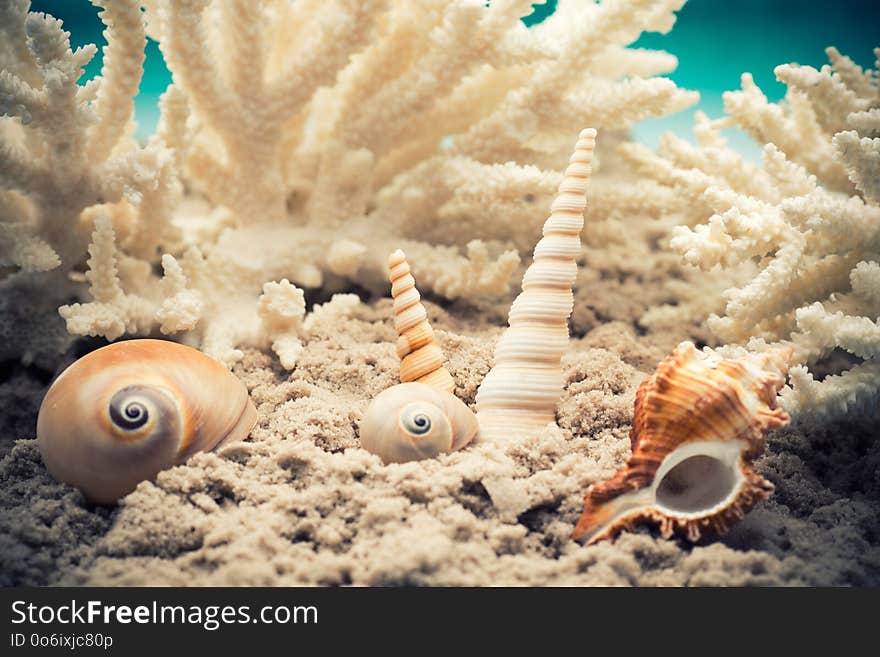 Shell and coral on the sand, the sea beach. Shell and coral on the sand, the sea beach