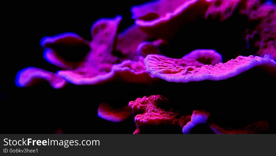 Macro shot on Montipora short stony polyps coral