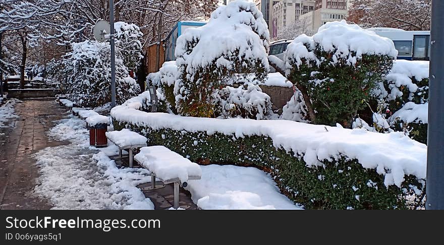 Amazing snow on trees