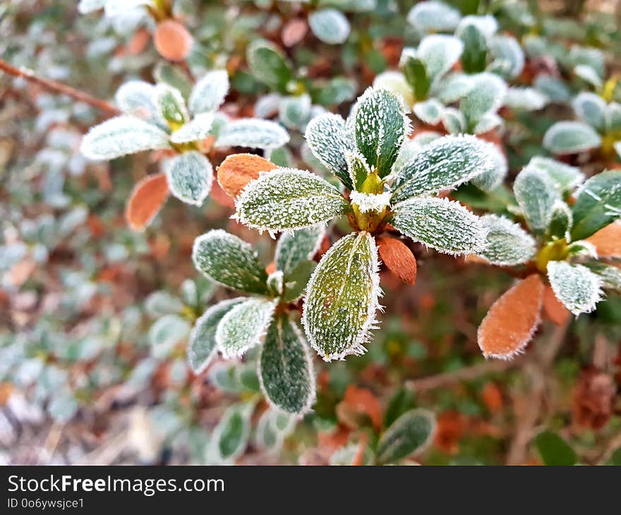 Frosted azalea leaves