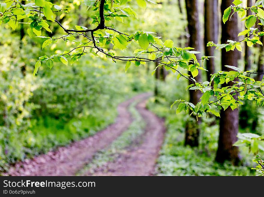 Ground road in the forest among the trees in the spring. Spring landscape_