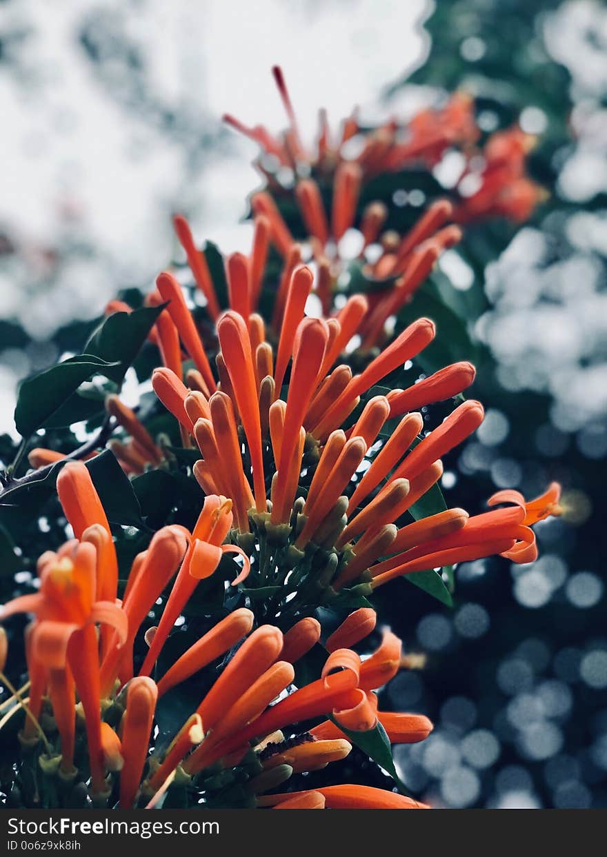 Pyrostegia venusta has a bright orange flower string hanging from the top. Close-Up of orange flower string Against Blurred Background. Pyrostegia venusta has a bright orange flower string hanging from the top. Close-Up of orange flower string Against Blurred Background