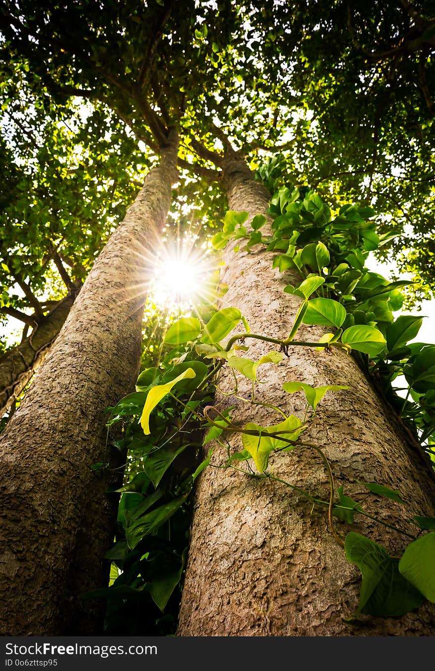 Tree And Sunlight